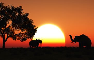 Teas of Africa